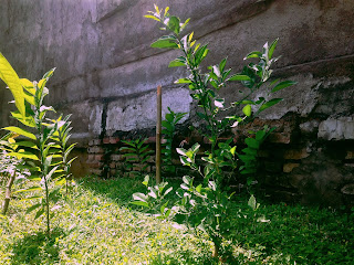 Jeruk Nipis Citrus Aurantifolia Plant In The Garden Of The House Bali Indonesia