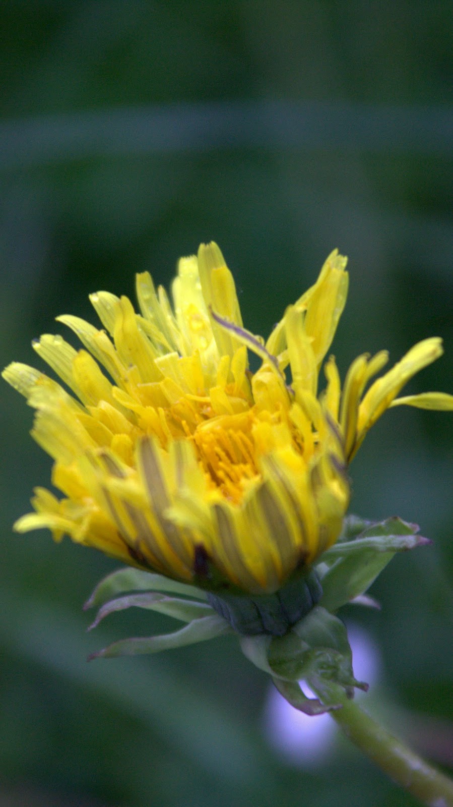 Löwenzahn Löwenzahn Fängt Ganz Klein Zu Wachsen An Alpenblumen: Löwenzahn - Taraxacum