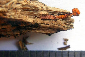 Cordyceps variabilis and larva