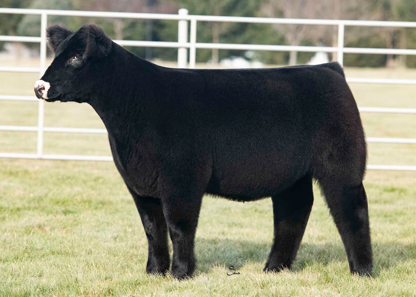RCC Blog Richey Show Steers