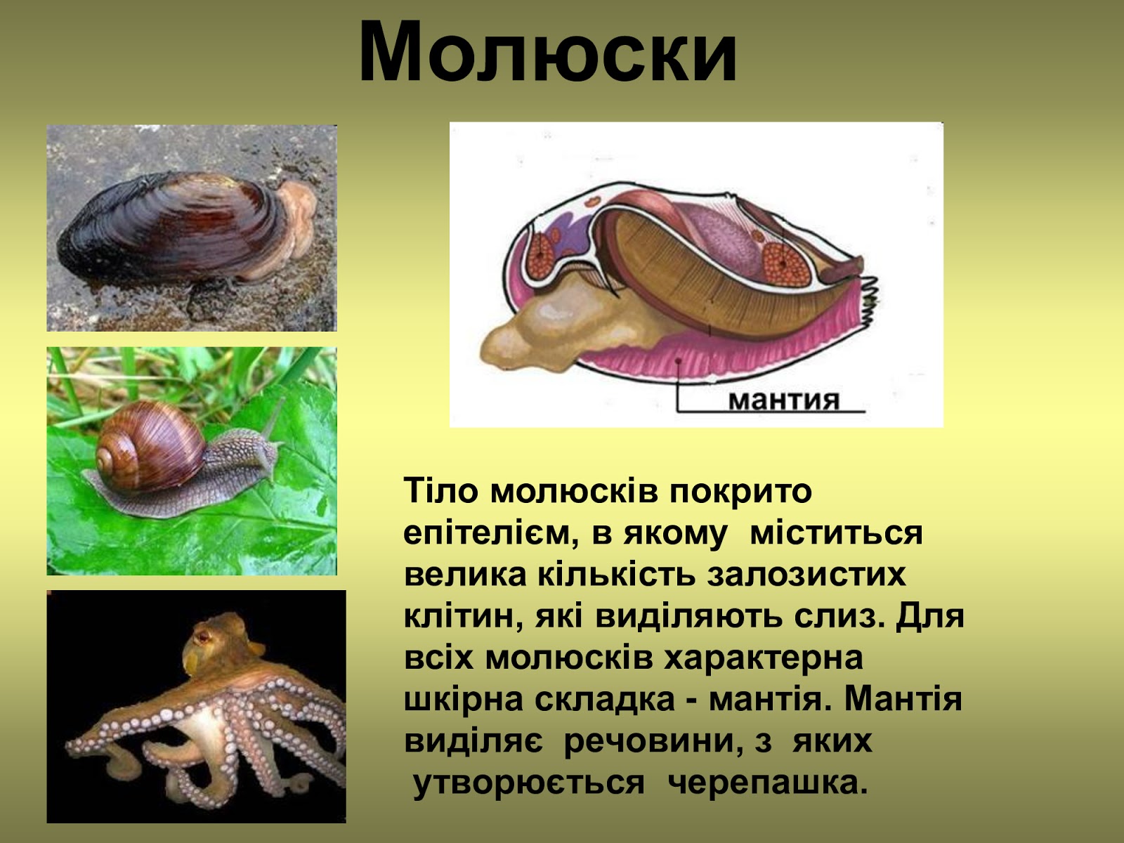 У каких животных есть раковина. Брюхоногие моллюски мантия. Моллюски строение мантия. Мантия брюхоногих моллюсков. Мантия биология брюхоногие.
