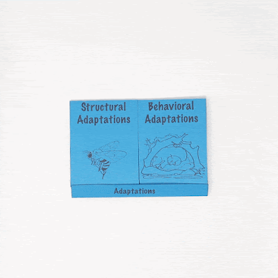 Behavioral and Structural Adaptations 4th grade