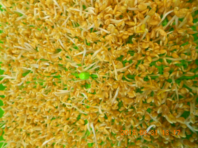 ��Ī��,��Ī�گ�,fenugreek,fenugreek-seeds,�����l,��Ī�ڽ��n,��Ī�ڬ�\��,��Ī�گ��\��,��Ī�ڵo����,��Ī�ڬ�