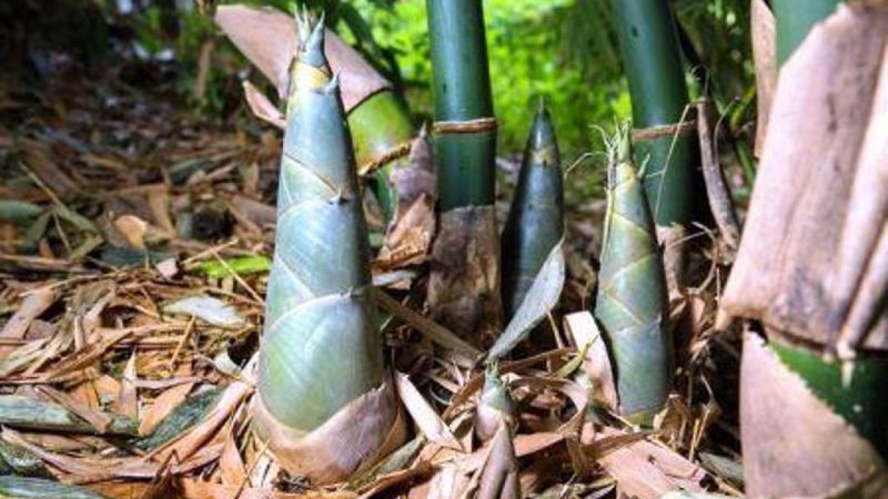 Tahu Gak Sih, Ini Dia Contoh Tunas yang Bisa Kamu Tanam Sendiri! Tahu Gak Sih, Ini Dia Contoh Tunas yang Bisa Kamu Tanam Sendiri!