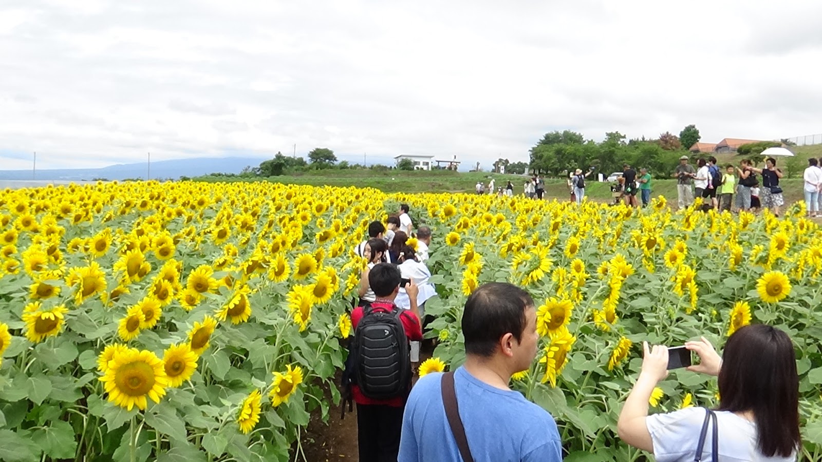 Hokuto City Akeno Sunflower Festival Life in Yamanashi Home of Mt. Fuji