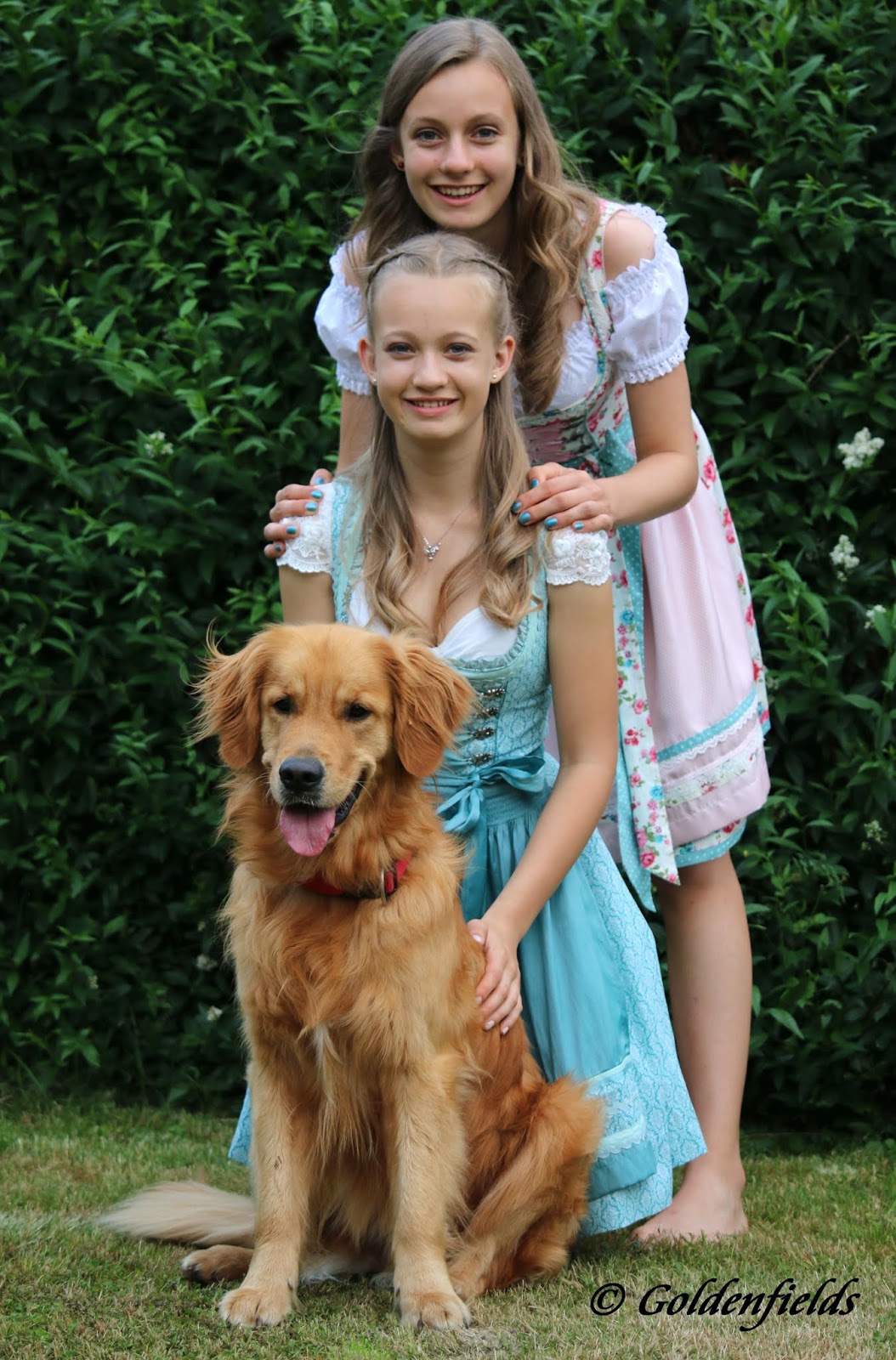 Goldwelpen Golden Retriever Welpen Familienzucht Golden Retriever Welpen N Wurf Luxy Goldwelpen Sind 3 Jahre