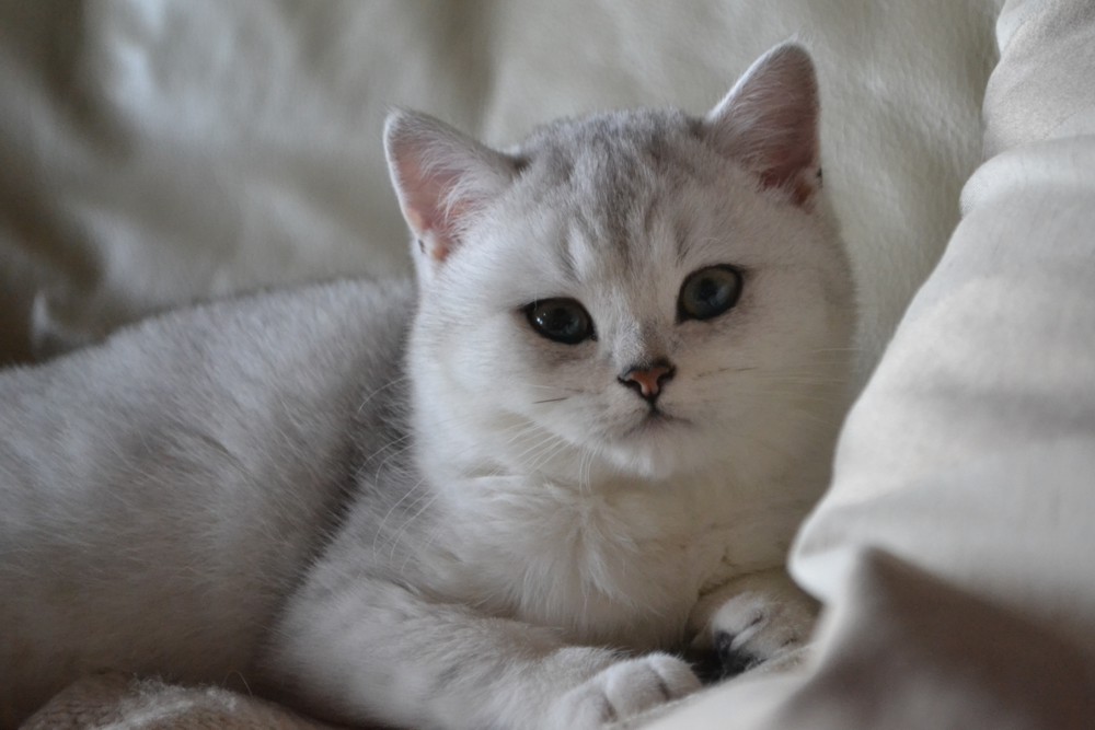 SI*Silverbuttons - Cattery of Silver and Golden Shaded British