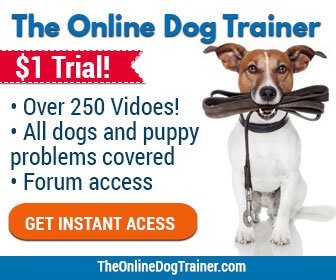 doggy dans online dog trainer review