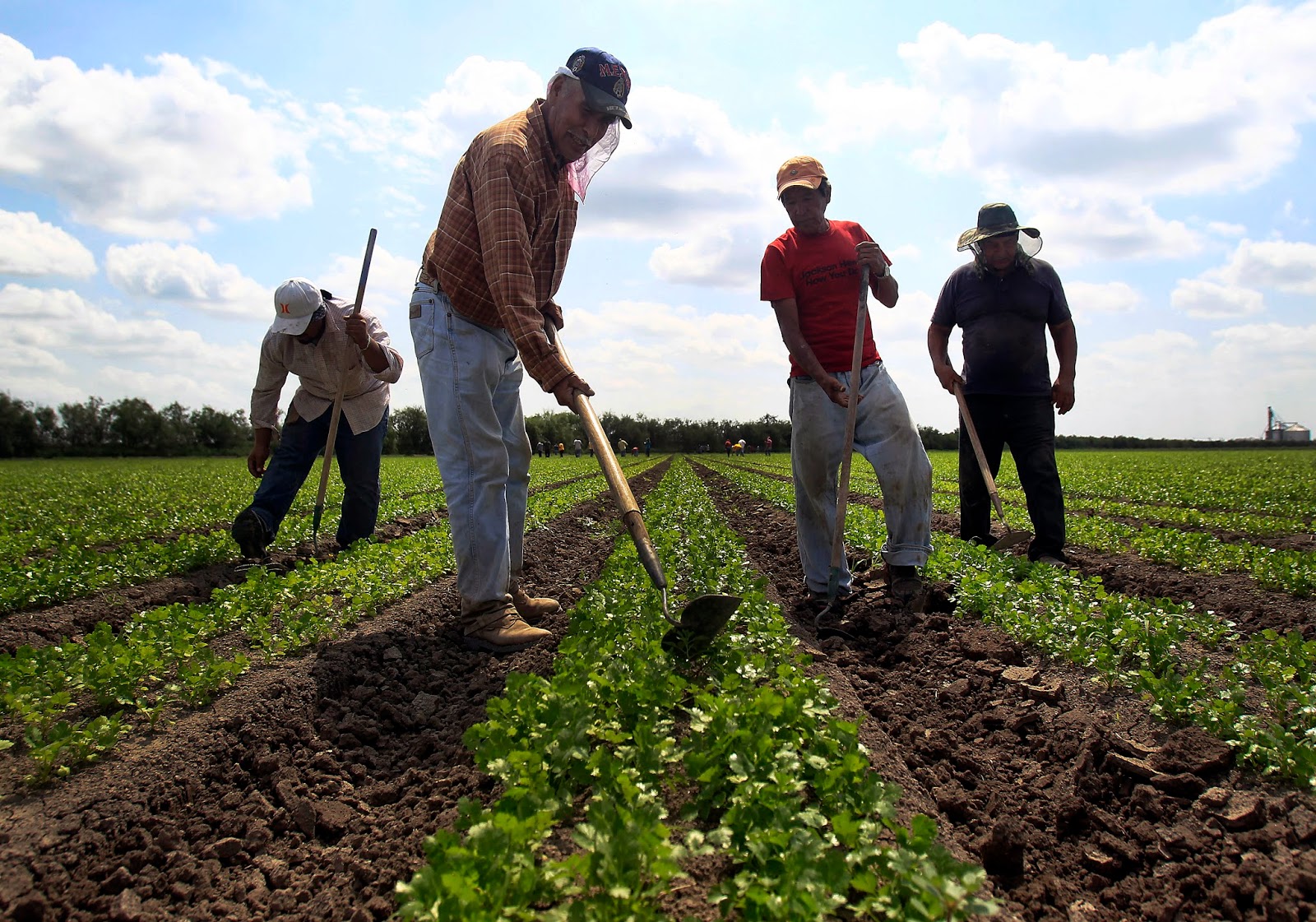 Life through the Lens Cilantro Field