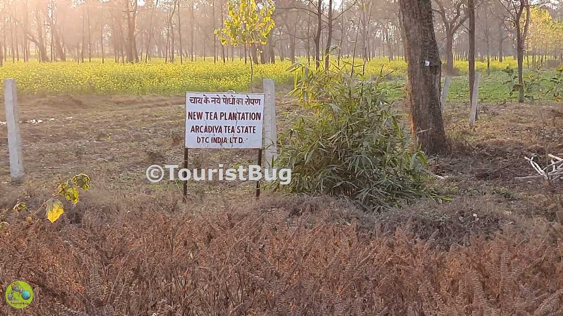 Tea Garden Dehradun Uttarakhand