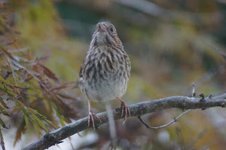 song sparrow