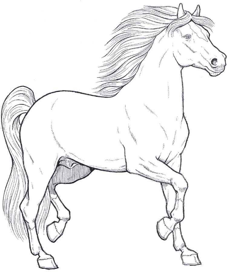 35 DESENHOS DE ANIMAIS PARA COLORIR PINTAR IMPRIMIR PINTANDO O SETE 35 DESENHOS DE ANIMAIS PARA COLORIR PINTAR IMPRIMIR PINTANDO O SETE