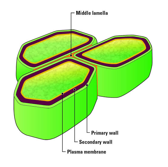 PrepBiology CELLS CELL MEMBRANE & CELL WALL