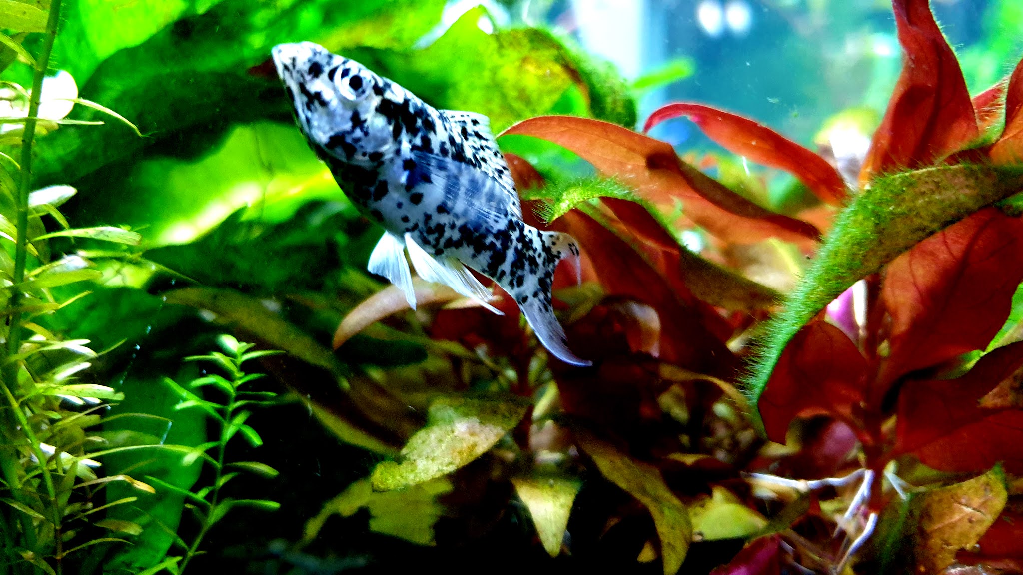 Molly Fish 4K Ultra HD Wallpapers / Backgrounds