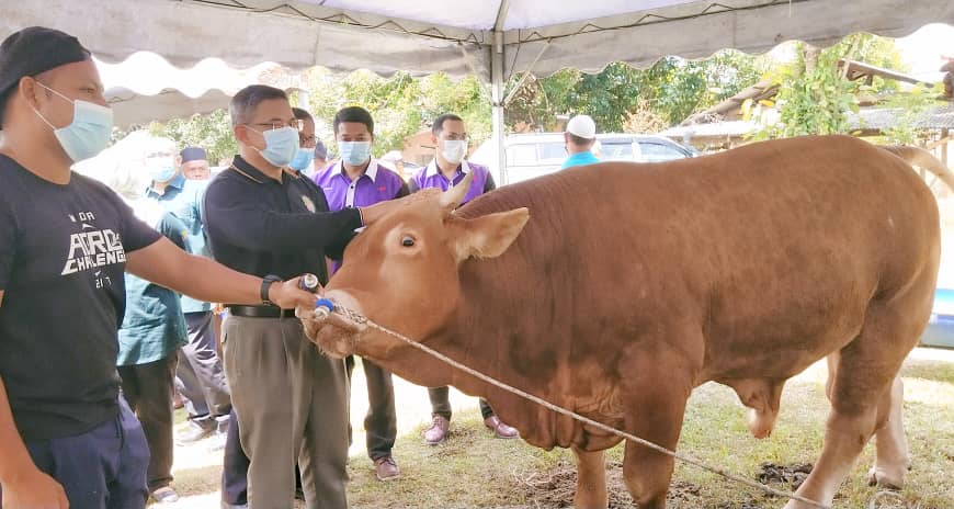 Lembu sado terengganu