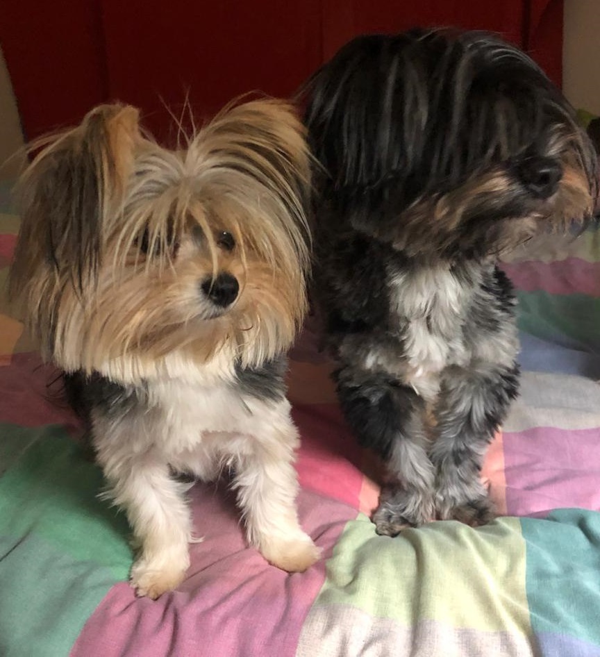 478 ALREADY ADOPTED! Gauteng, Pretoria Adorable Yorkies needing