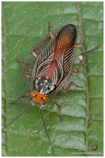 Cockroach (Blattodea)