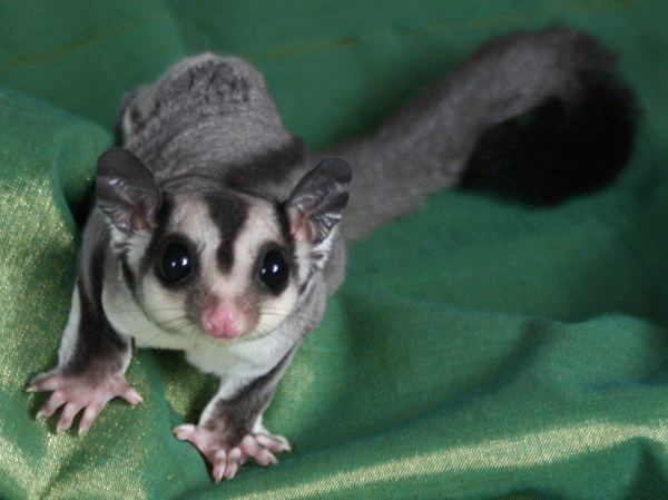 sugar+glider.gif