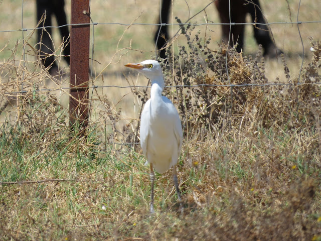 Cattle Egret - Spain