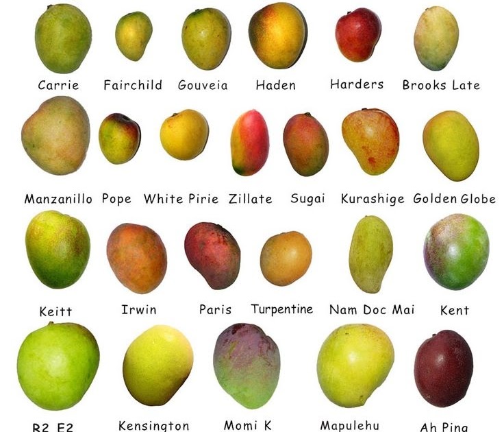 Mango Varieties Types Of Mangoes National Mango Board, 52% OFF