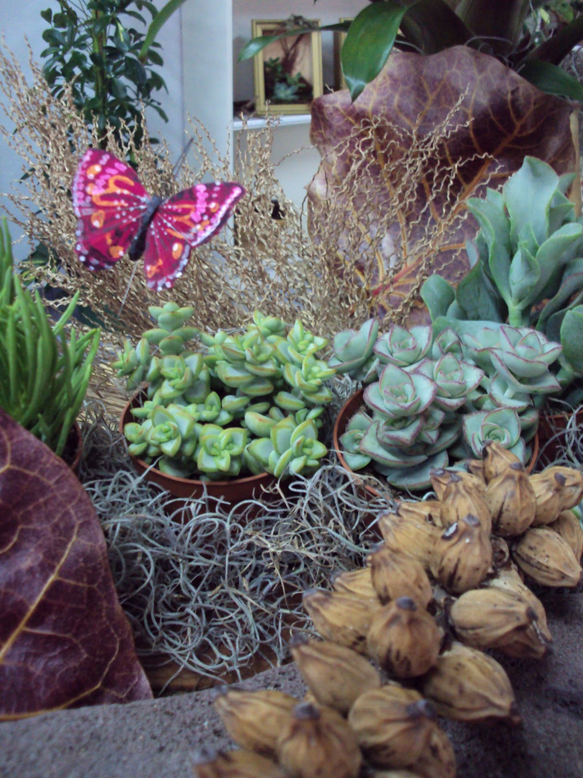 VERDE COMPAÑIA: Plantas grasas