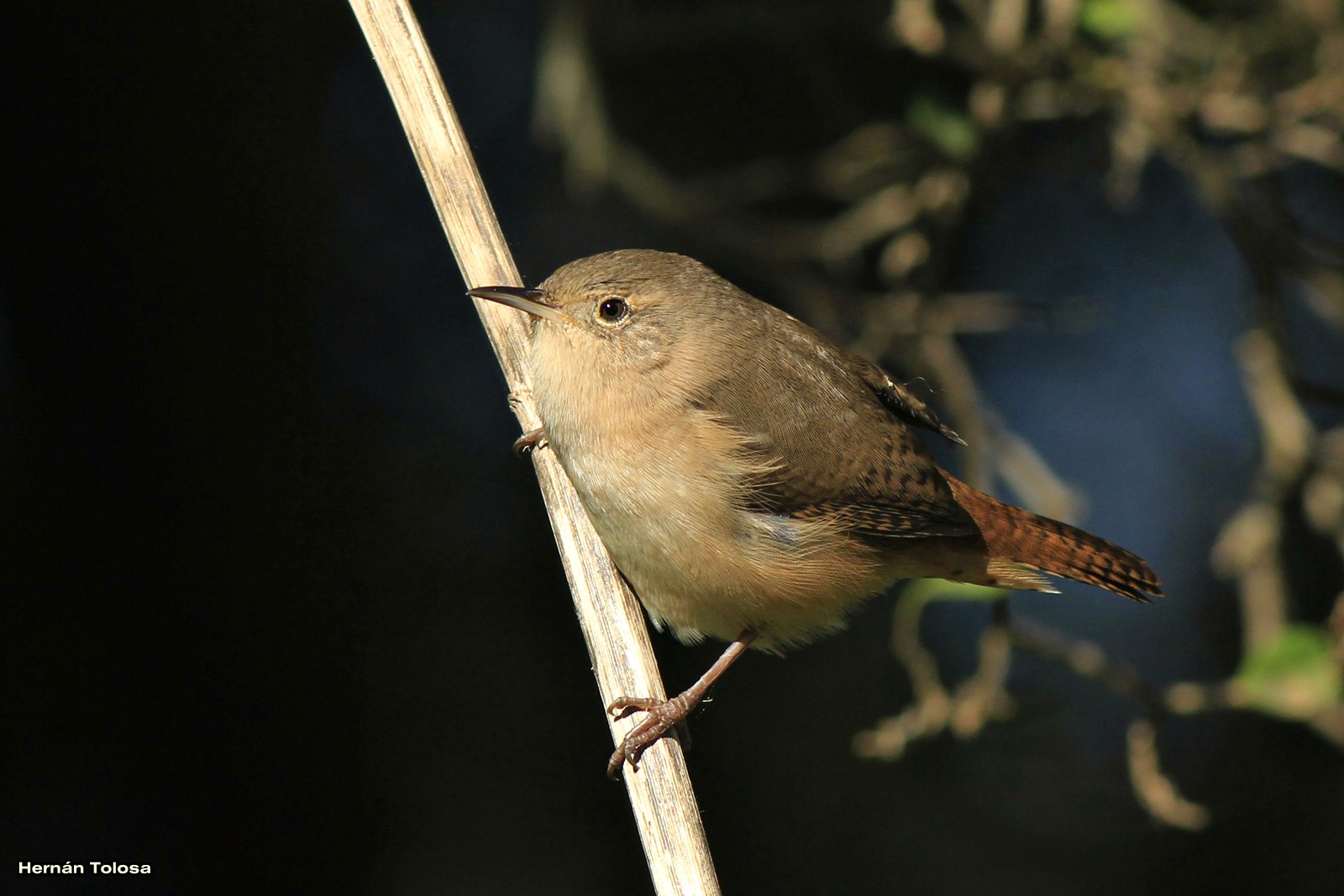 Aves Bonaerenses: Ratuchita del Rosario