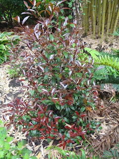 Plant Inventory At 20 Timothy Pieris Japonica Andromeda