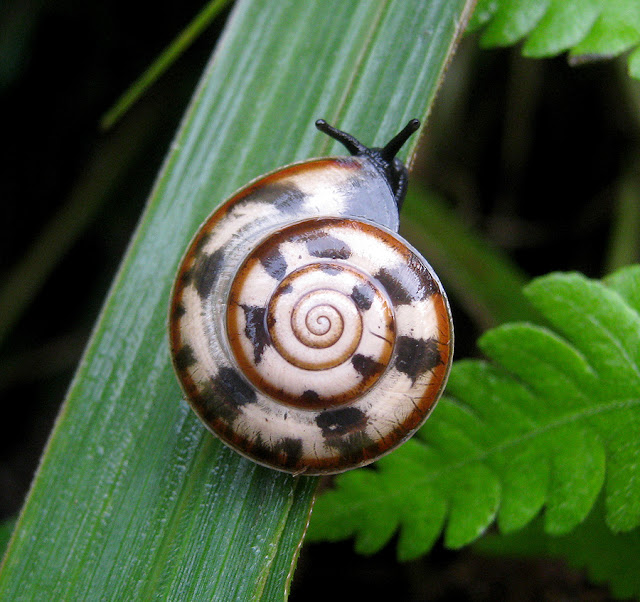 The Snail Pest, Pet or Treat? Some Interesting Facts