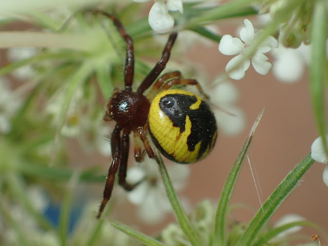Synema globosum Synema globosum