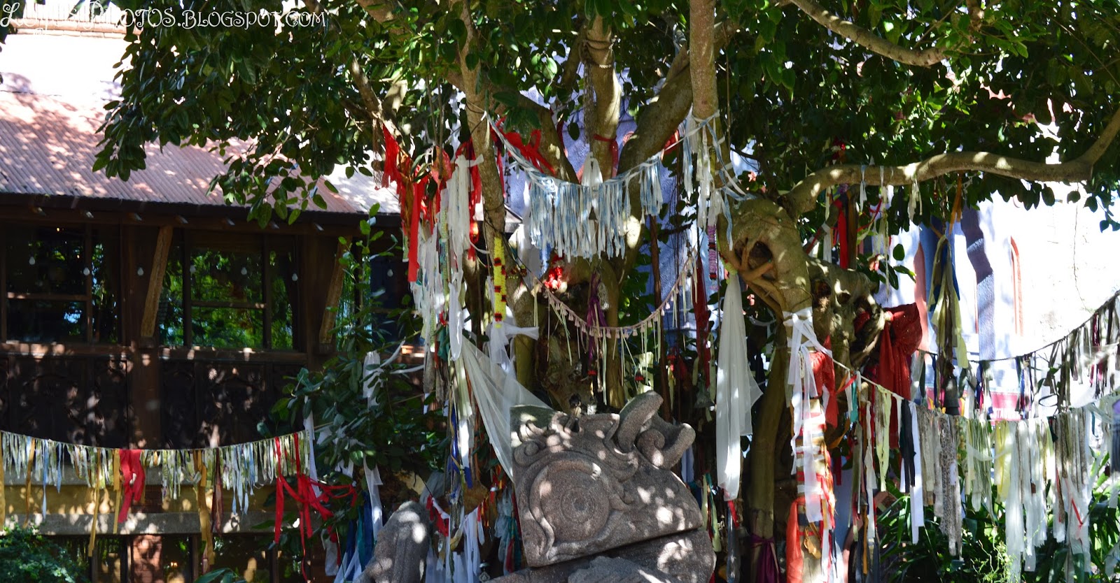 Adventures Around Animal Kingdom ~ Lo Jo's Photos