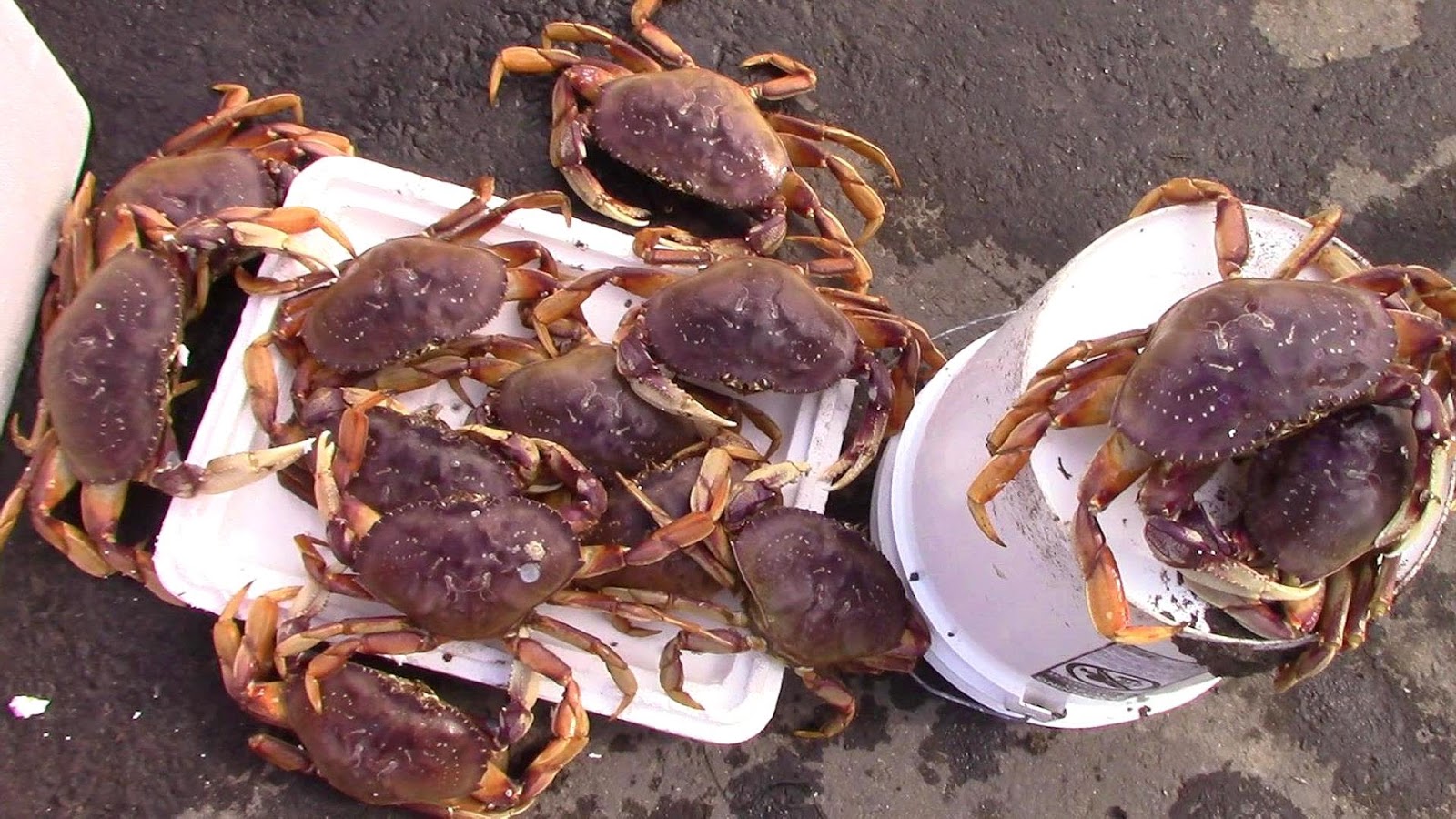 Crab Meat Supplier, Crab Canning Factory, Crab Farming, Crab Meat From