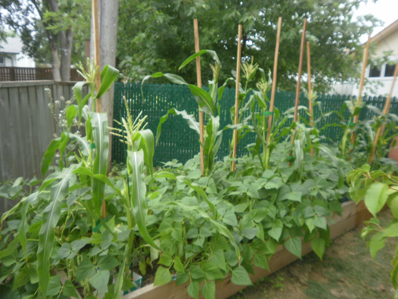 Living Lightly in Suburbia Harvesting the Great Northern Bean
