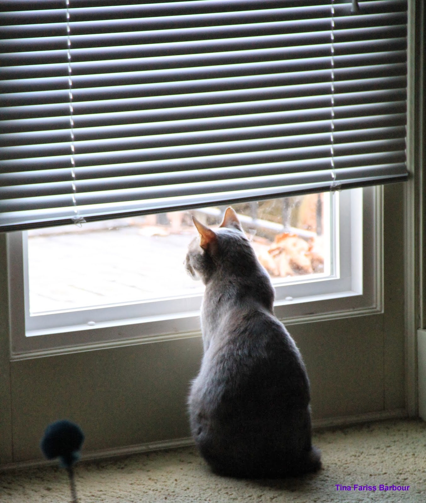 Bringing along OCD . . . A cat’s eye view