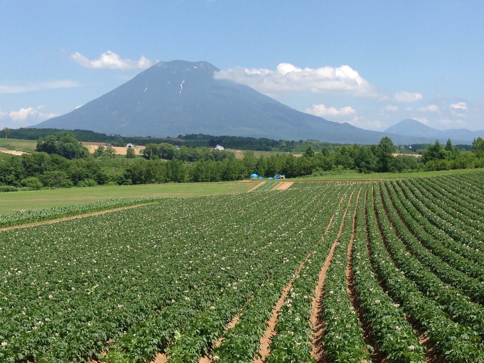 Mulbery Niseko