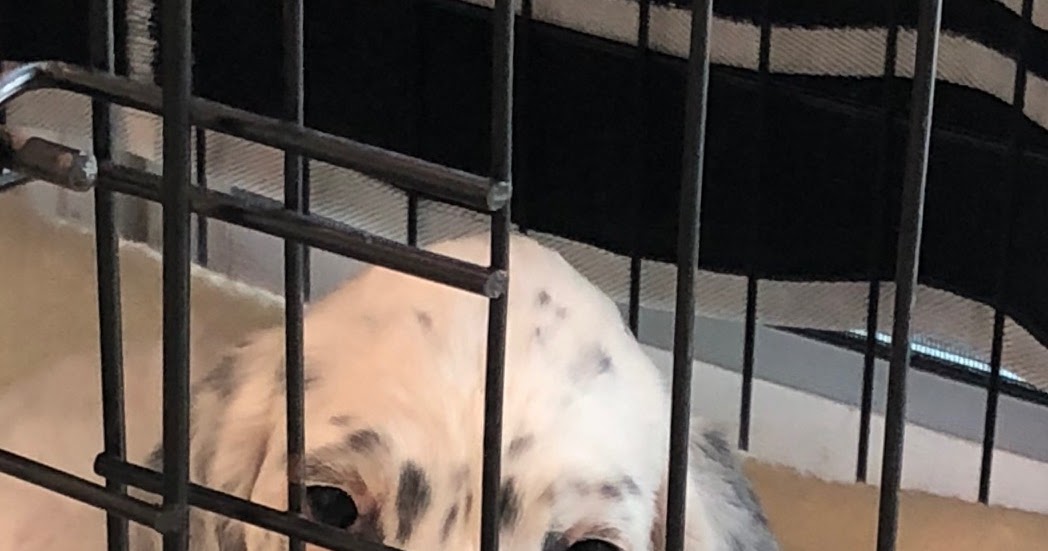 Linwood English Setters Puppies