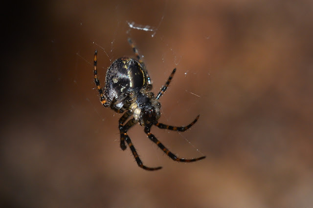 Metellina merianae Metellina merianae