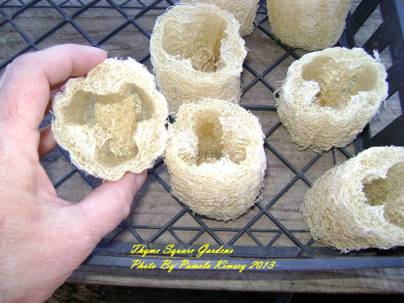 TSG Making Seed Starting Pots Using Loofah Sponge