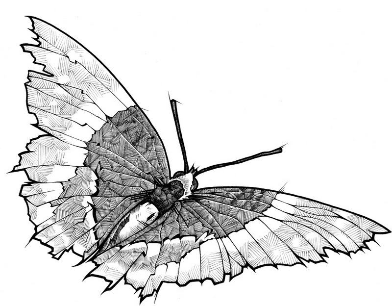 Мотылек рисунок карандашом