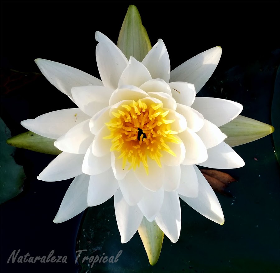 Flor blanca del popular nenúfar, género Nymphaea