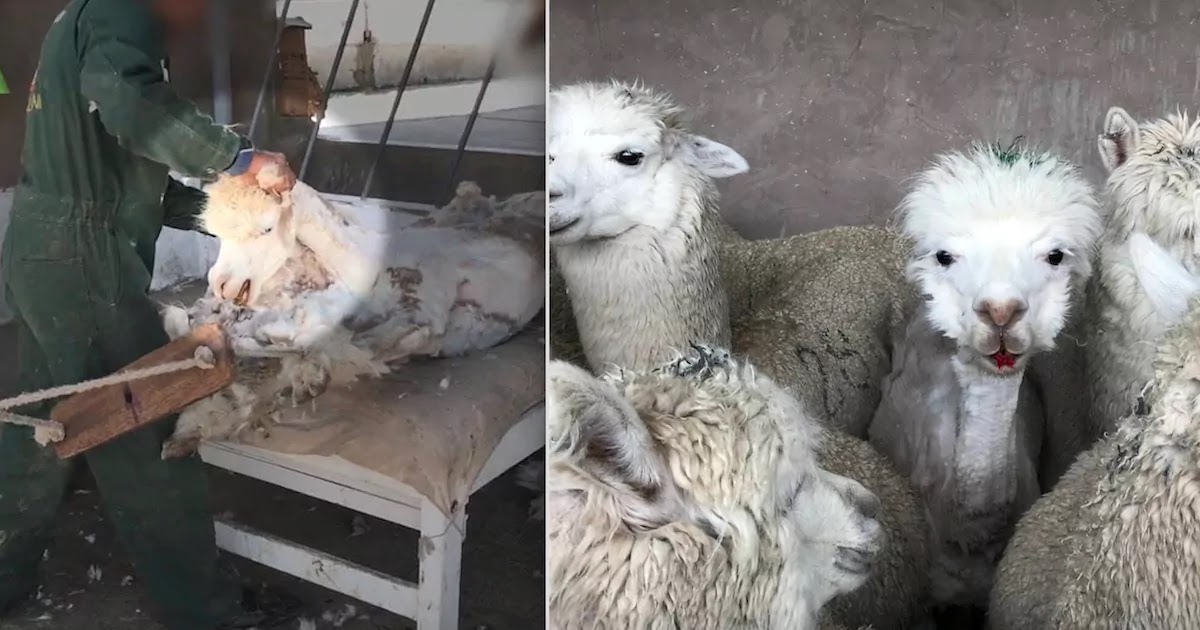 Anger After Undercover Video From PETA Reveals Horrifying Treatment Of Alpacas On Peruvian Wool Farms Anger After Undercover Video From PETA Reveals Horrifying Treatment Of Alpacas On Peruvian Wool Farms