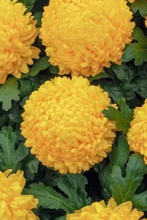 Chrysanthemum fresh tea rule is to use 1 teaspoon per 6 ounces of water.