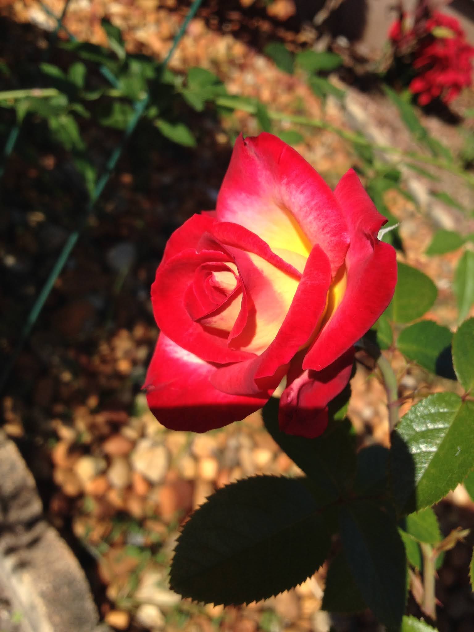 Роза Дик Дик Описание Фото