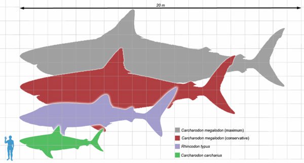 Cá mập khổng lồ Megalodon vẫn đang sống và ẩn náu dưới đáy đại dương?