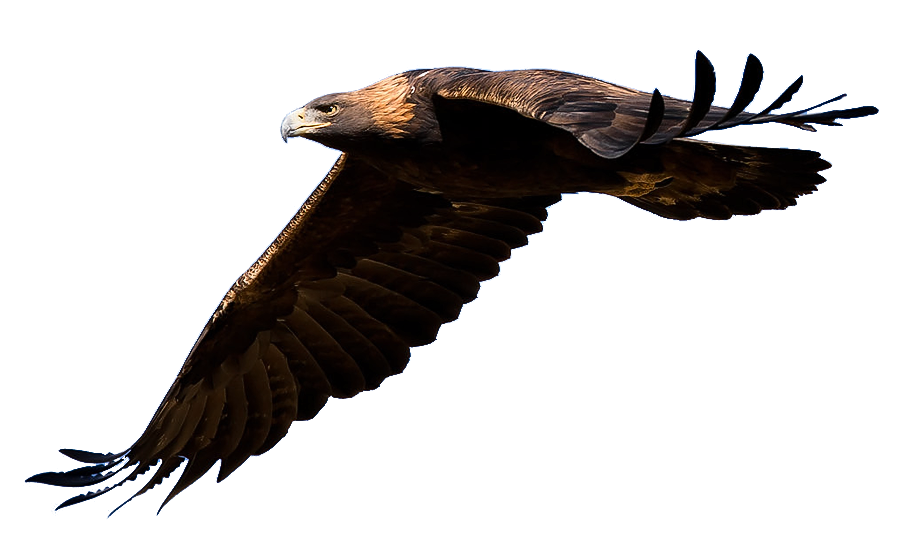 free clip art golden eagle - photo #35