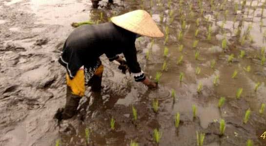 Alat Alat Pertanian Tradisional Masyarakat Banyumas | Mikirbae.com