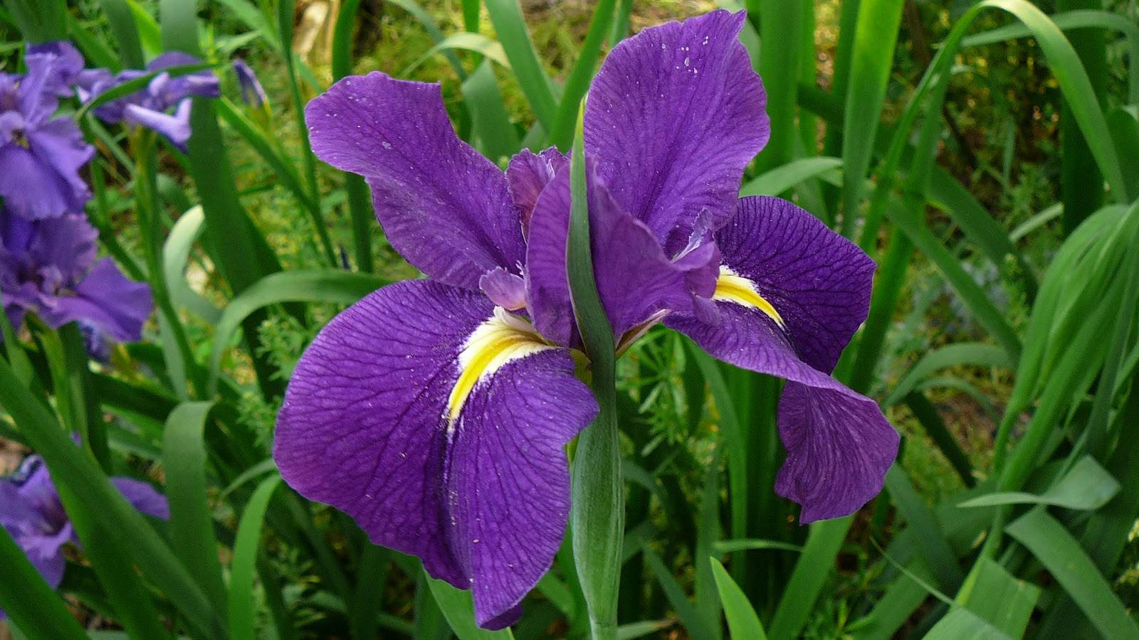 World of Irises Hybridizing Louisiana (LA) Irises