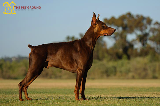 doberman,doberman pinscher,dobermann,doberman puppy,doberman puppies,raising a doberman,doberman training,doberman dog,doberman pinscher puppy,doberman planet,doberman pinschers,doberman dogs,cute doberman,raising a doberman puppy,funny doberman,doberman price,doberman pinscher puppies,doberman pincher,extreme doberman,dobermann puppy,new doberman puppy,european doberman,american doberman,doberman infinity,training a doberman,dobermann puppies,dobermann pinscher,european dobermann