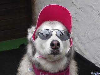 cool dog with glasses photography