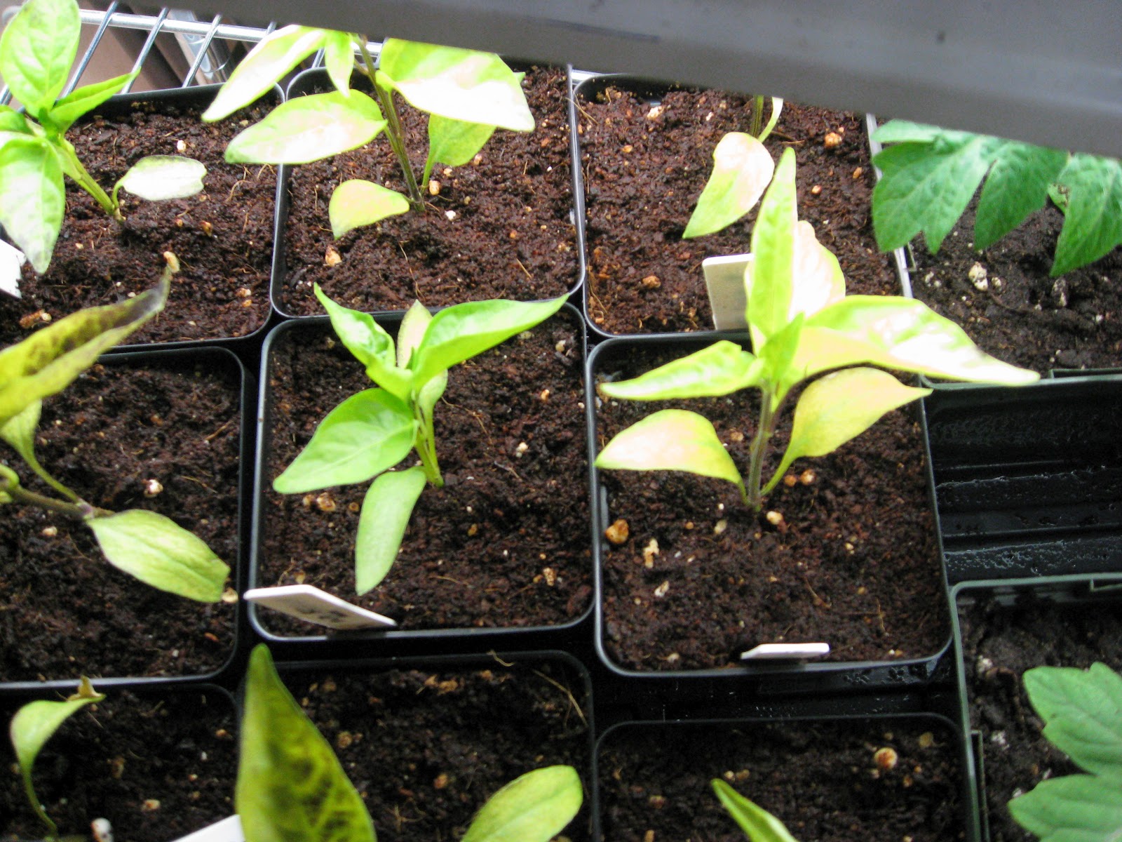 Suburban Gardeness Pepper Seedlings Turning Yellow