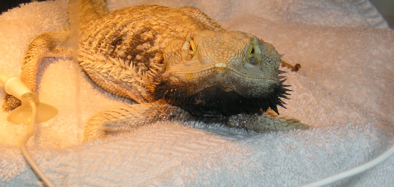 Sarah's Bearded Dragon Rescue: The Sickest Beardie on the Block Why Does My Bearded Dragon Stay In His Cave
